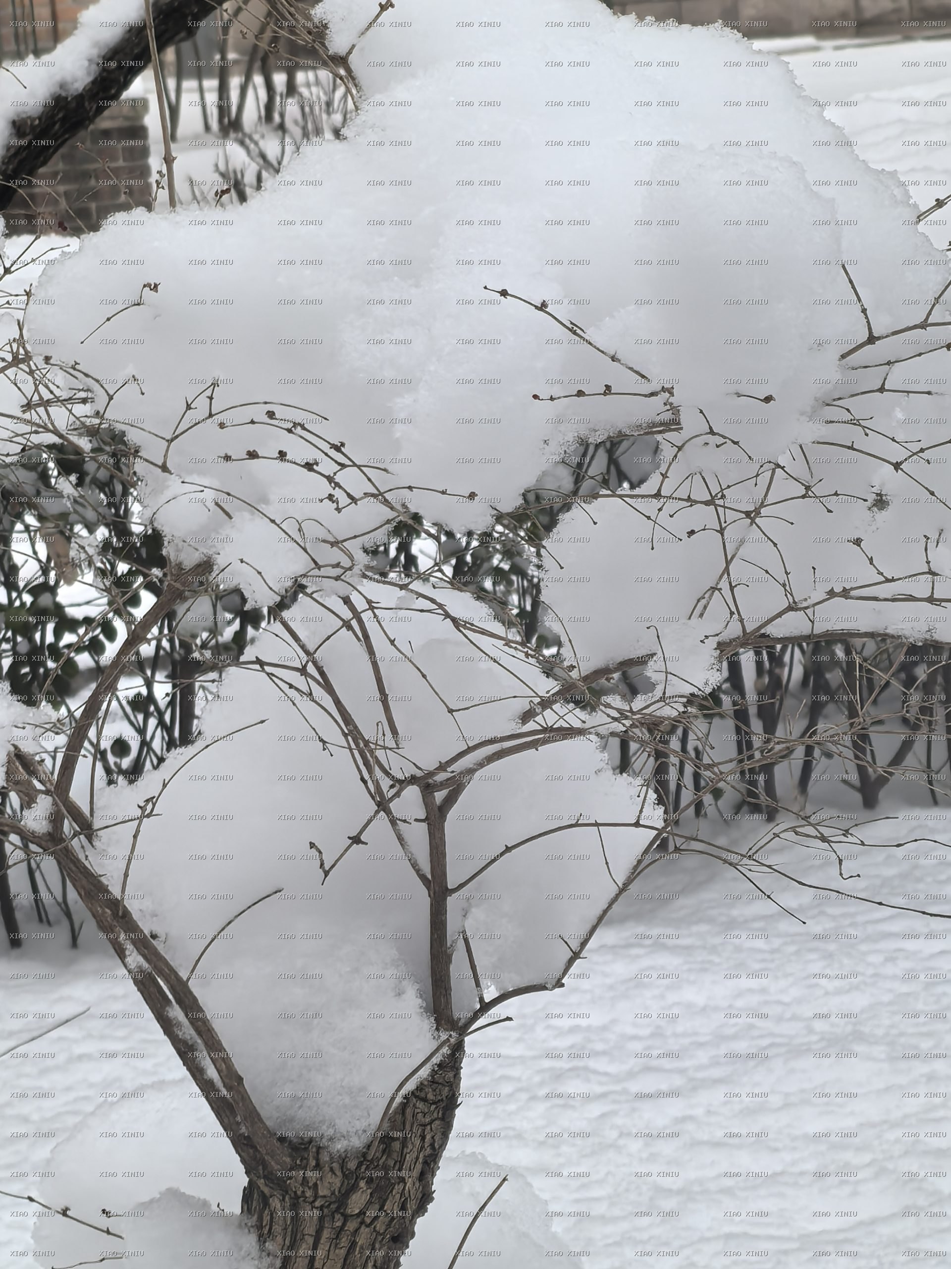 雪景
