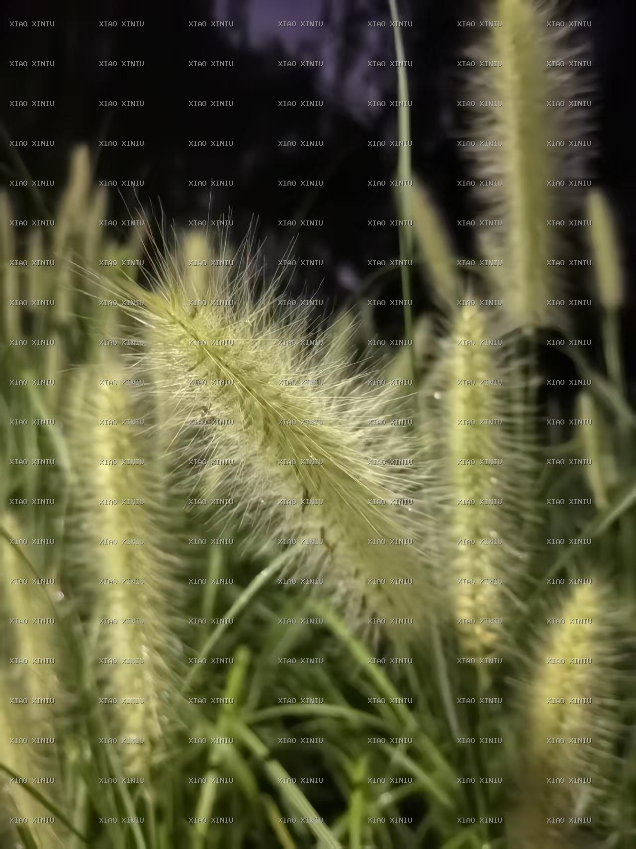 良莠不齐的“莠”